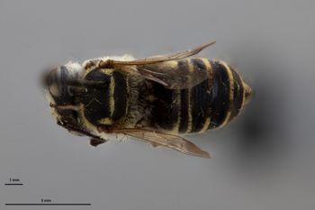 Media type: image;   Entomology 16269 Aspect: habitus dorsal view